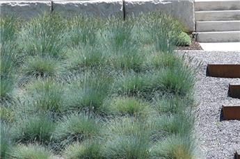 [126576] Festuca glauca Intense Blue Pot P12