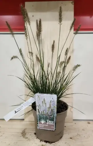 [114373] Pennisetum alopecuroides Little Bunny Pot P17 cm ** Herbe aux écouvillons **