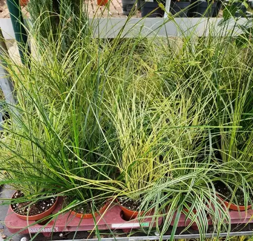 [140384] Graminees P 8-9-10 Mix. (gra3)