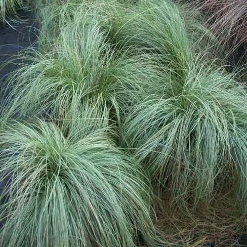 [113854] Carex comans Frosted Curls Pot P15 ** Laîche **