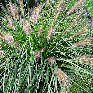 [106557] Pennisetum alopecuroides Pot P15 ** Herbe aux écouvillons **