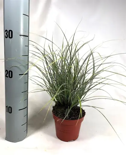 [127489] Carex brunnea Jubilo P8