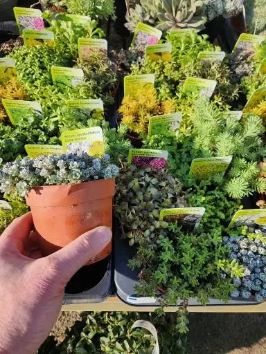 [106527] Sedum Mix variés Pot P10 cm