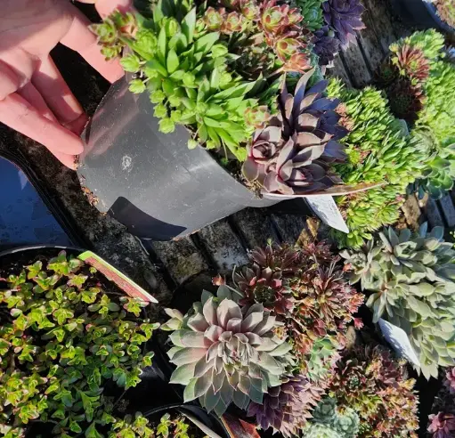[106160] Sempervivum mix variés Pot P17 cm