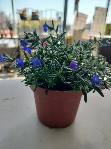 [105392] Lithodora