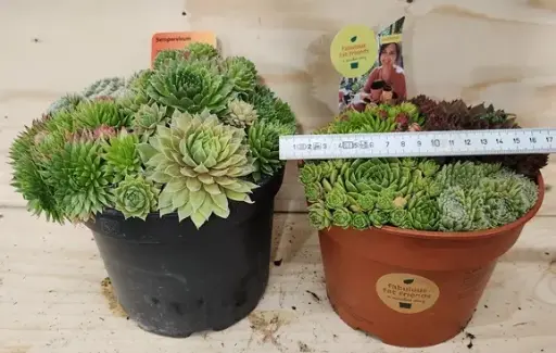 [124368] Sempervivum variés Pot P13