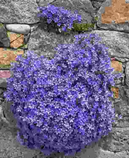 [108000] Campanula portenschlagiana Pot C2Litres