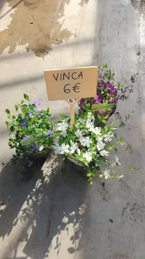 [101849] Vinca minor variées Pot P15 ** Pervenche ** vin6