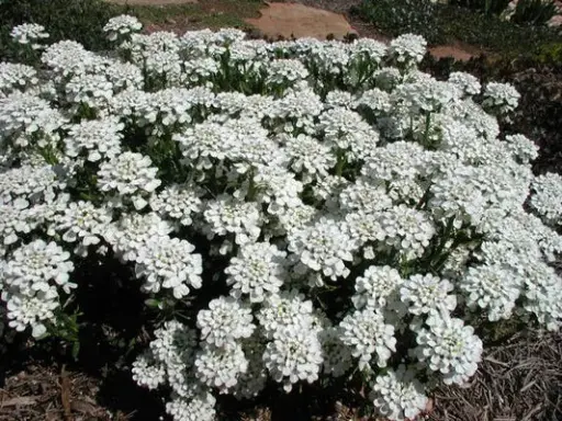 [113826] Iberis sempervirens Snow Cone Pot P13