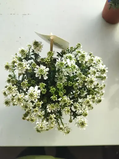 [101781] Iberis sempervirens