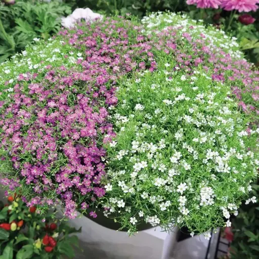 [129730] Gypsophylla muralis mix variés Pot 12 cm