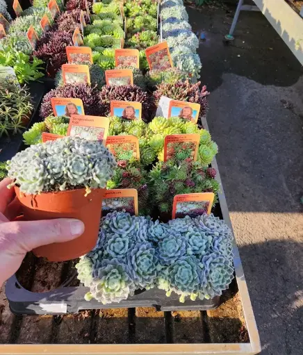 [129055] Sempervivum Mix variés Pot P10 semp3