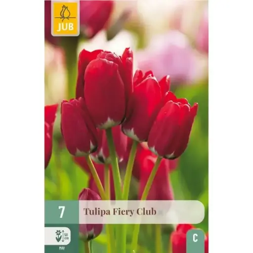 [140248] Tulipe Fiery Club * 7 pc cal.11/12
