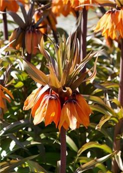 [140219] Fritillaria imperialis Sunset * 1 pc cal.20/24 ** Répulsif taupes - mulots **