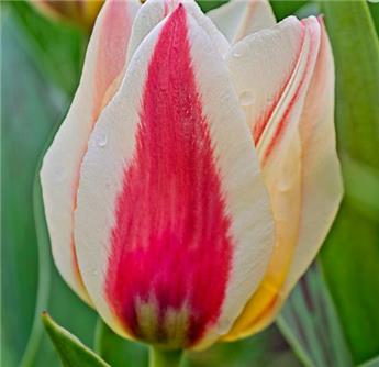 [141954] Tulipe Hugs and Kisses * 7 pc cal.11/12