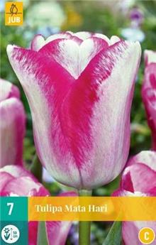 [140024] Tulipe Mata Hari* 10 pc cal.11/12