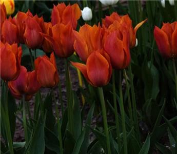 [140026] Tulipe Request* 7 pc cal.11/12