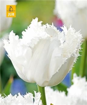 [145125] Tulipe Noordeinde * 7 pc cal.11/12 - NEW 2024