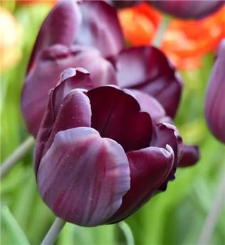 [143859] Tulipe Continental * 7 pc cal.11/12