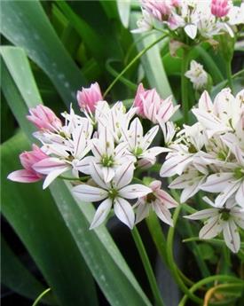 [137485] Allium Cameleon * 10 pc cal.4/+  ** Original**