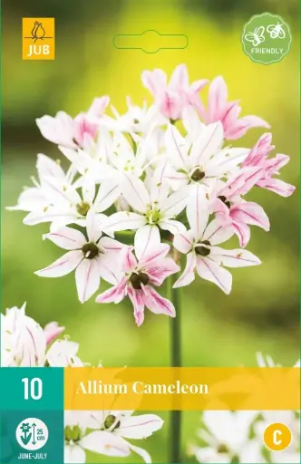 [137485] Allium Cameleon * 10 pc cal.4/+  ** Original**