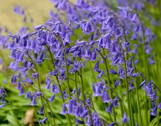 [140190] Hyacinthoides Non Scripta  * 100 pc cal.7/8 **Tapis bleu du bois de Halle **