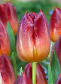 [141956] Tulipe Amber Glow* 7 pc cal.11/12