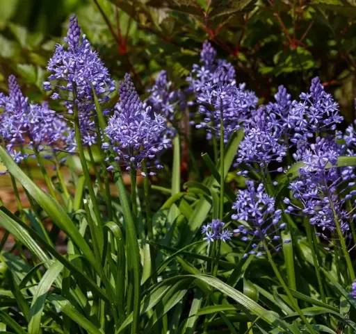 [143845] Scilla litardierei 6/+ * 10 pc.