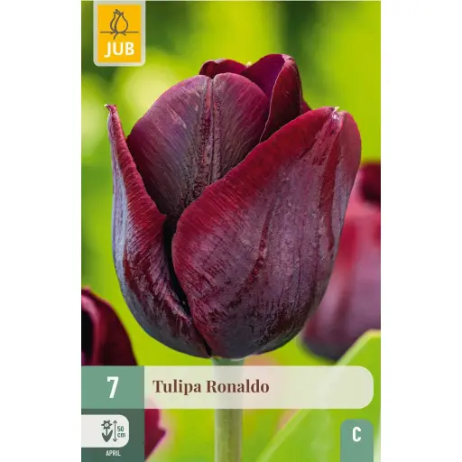 [143895] Tulipe Ronaldo * 7pc cal 11/+ ** NEW 2025 **