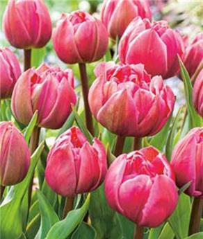 [143865] Tulipe Double Pink mix * 15 pc cal.11/12