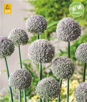 [143842] Allium Ping Pong * 15 pc cal.6/+