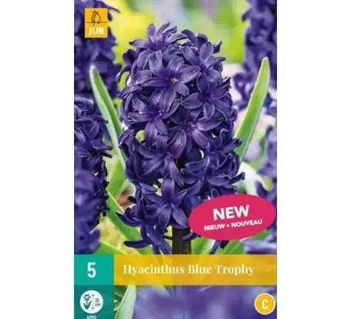 [141945] Hyacinthe Blue Trophy  15/16 * 5 pc ** Très parfumé **