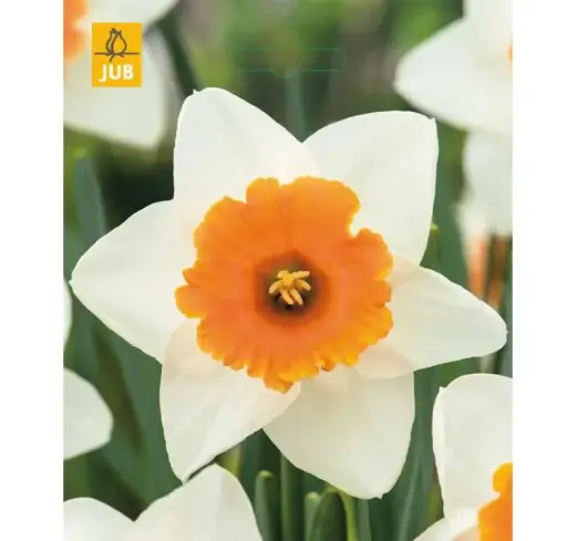 [143894] Narcisse Chromacolor * 5pc cal 12/14