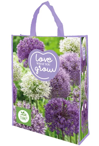 [135509] Allium pourpre-blanc * sac de 20  pc cal.12/14