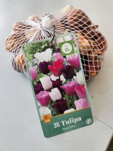 [140256] Tulipe Pastel Mix * 35 pc cal.11/12