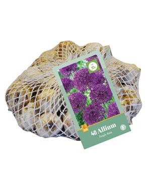 [131373] Allium Purple Rain * 40 pc cal.10/12