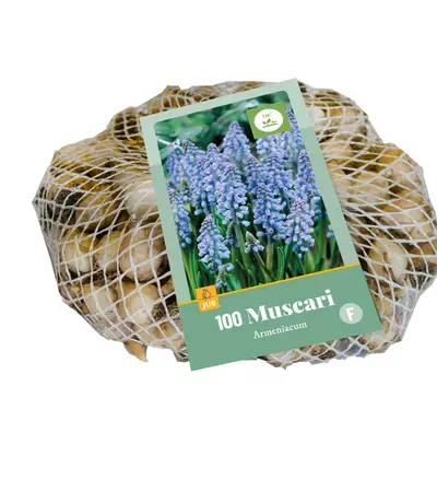 [135230] Muscari armeniacum * 100 pc cal.7/8