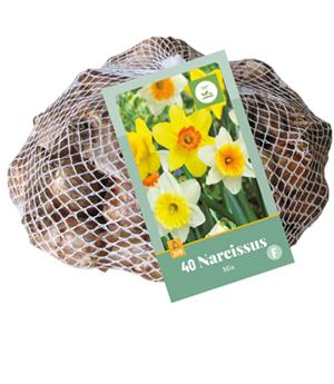 [135378] Narcisse Grande Corole mix * 40 pc cal.10/12