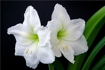 [137790] Amaryllis blanc * 1 pc cal.28/30 ** En boîte décorative **