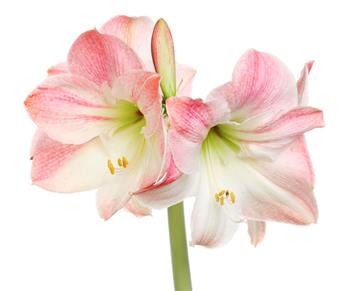 [137791] Amaryllis Rose et Blanc* 1 pc cal.28/30 Boite cadeau