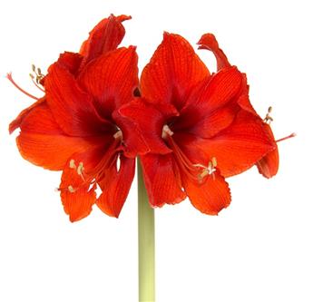 [137789] Amaryllis rouge * 1 pc cal.28/30 ** En boîte décorative **
