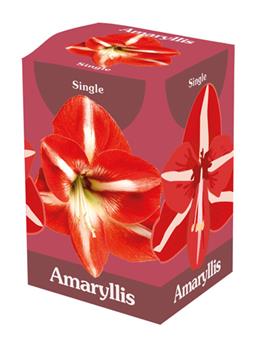 [137792] Amaryllis rouge blanc* 1 pc cal.28/30 ** Boite décorative **