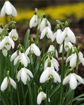 [135227] Galanthus elwesii * 25 pc cal.5/6  * Perce-neige *