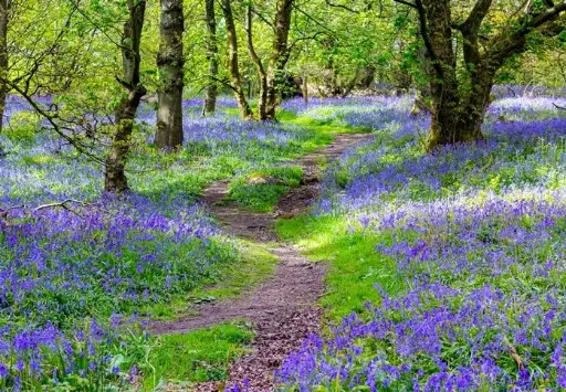 [135279] Hyacinthoides Non Scripta  * 20 pc cal.7/8 ** Tapis bleu du bois de Halle **