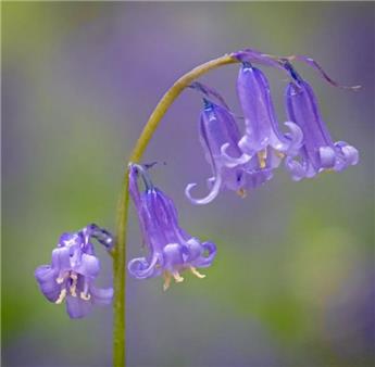 [135279] Hyacinthoides Non Scripta  * 20 pc cal.7/8 **Tapis bleu du bois de Halle **