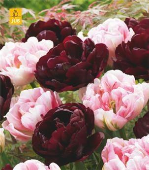 [127480] Tulipe Sweet Desire mix * 15 pc cal.11/12