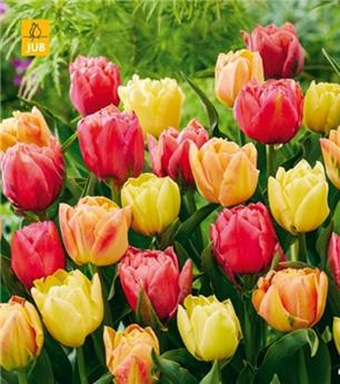 [145136] Tulipe Symbiose Double Mix * 15 pc cal.11/12 - NEW 2024