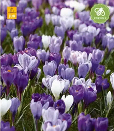 [135210] Crocus Bleu-Blanc  * 30 pc cal.7/8