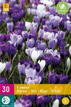 [135210] Crocus Bleu-Blanc  * 40 pc cal.7/8