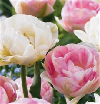 [127479] Tulipe double sensation * 15 pc cal.11/12